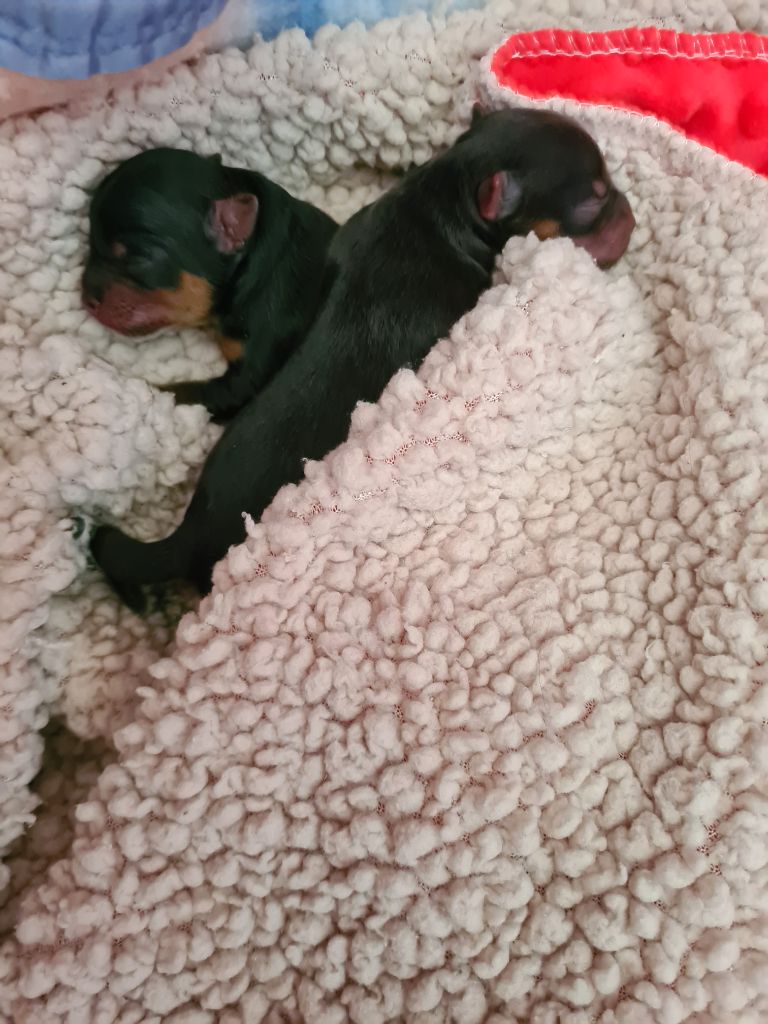 Puppy Yorkshire Terrier Du Domaine De Neverland