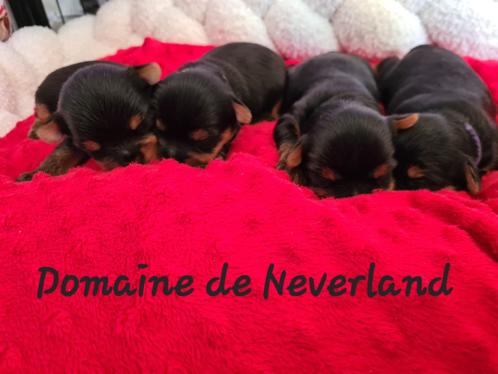 Chiot Yorkshire Terrier Du Domaine De Neverland