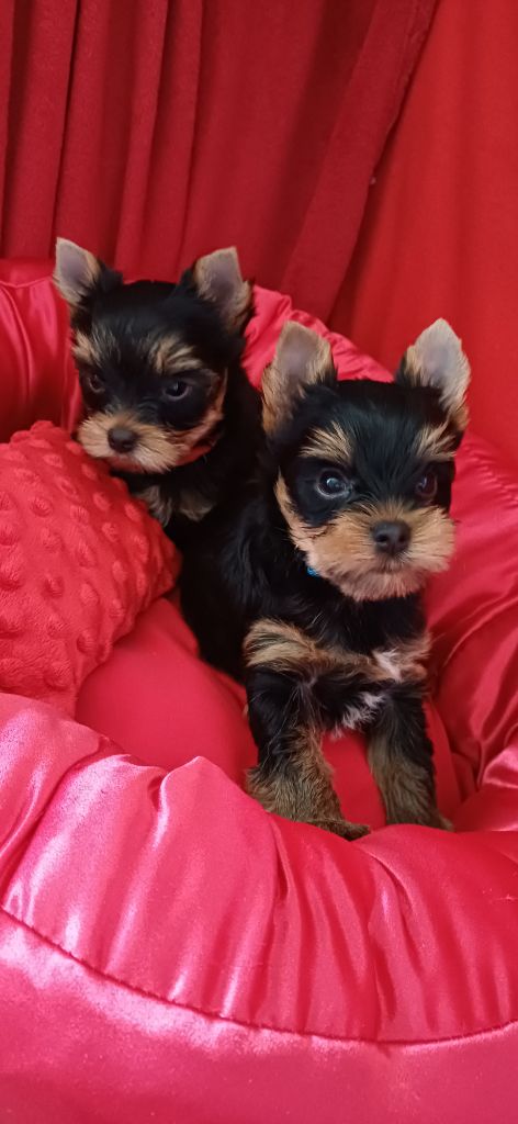 Chiot Yorkshire Terrier Du Domaine De Neverland