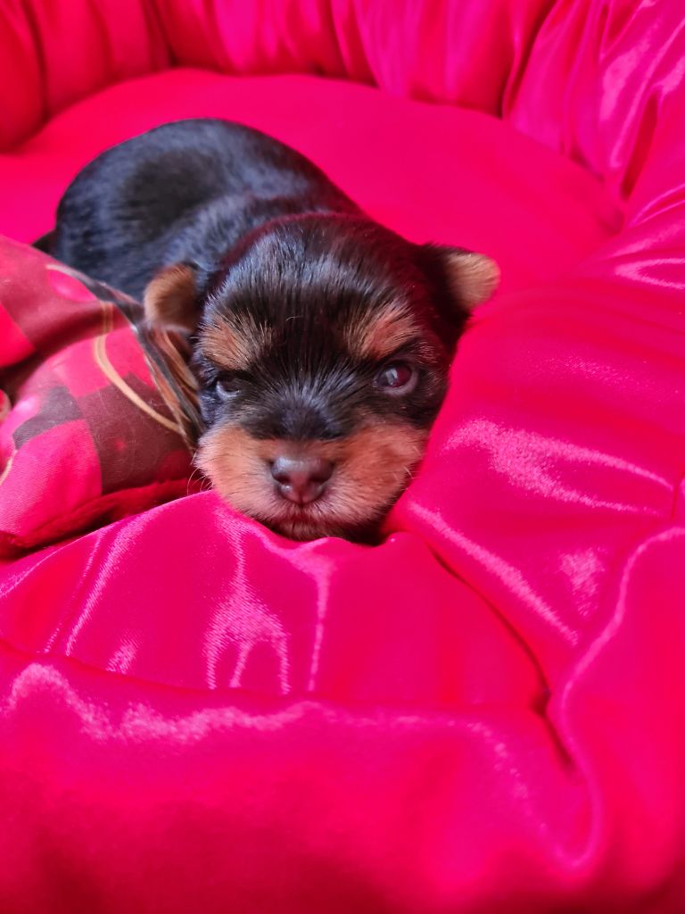 Du Domaine De Neverland - Chiots disponibles - Yorkshire Terrier