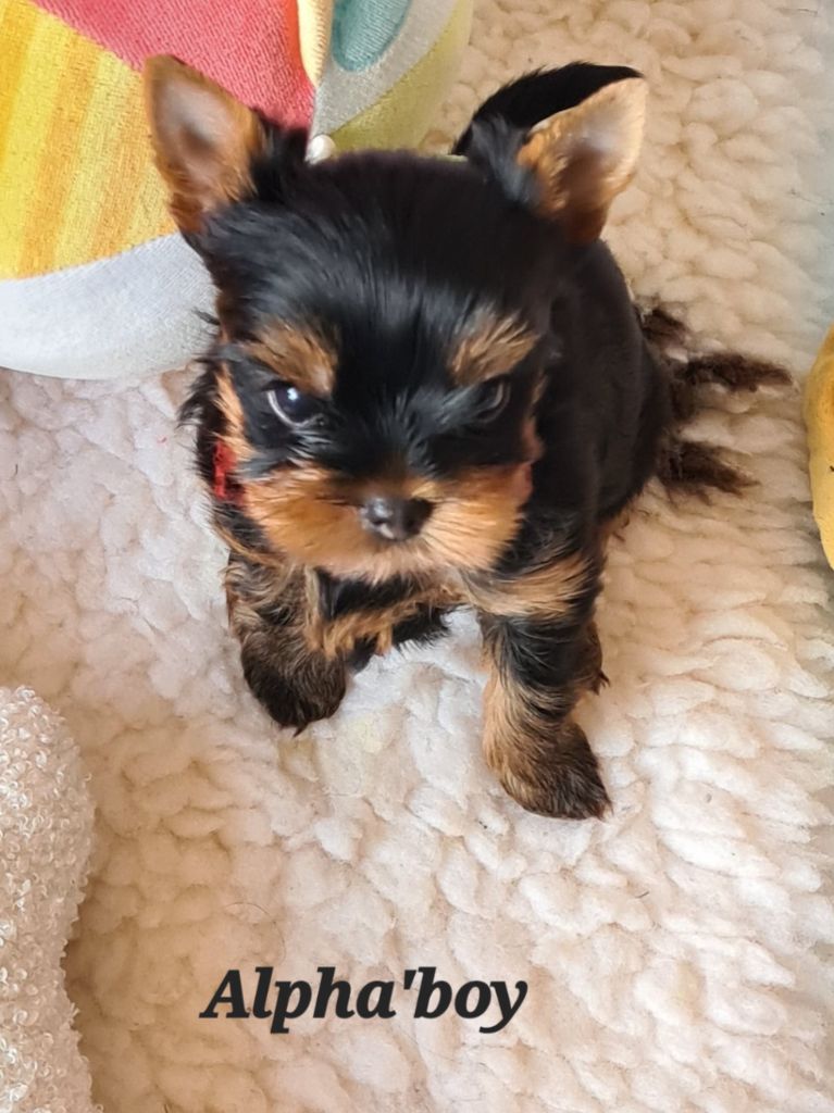 Du Domaine De Neverland - Chiots disponibles - Yorkshire Terrier