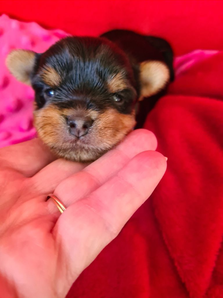 Du Domaine De Neverland - Chiots disponibles - Yorkshire Terrier